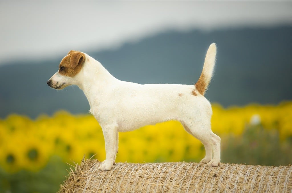 Tess tea Du Bois De Capsil