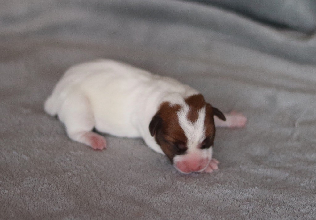 ALMA du Bois de Capsil F4