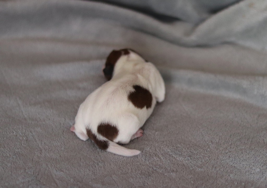 ANA du Bois de Capsil F1