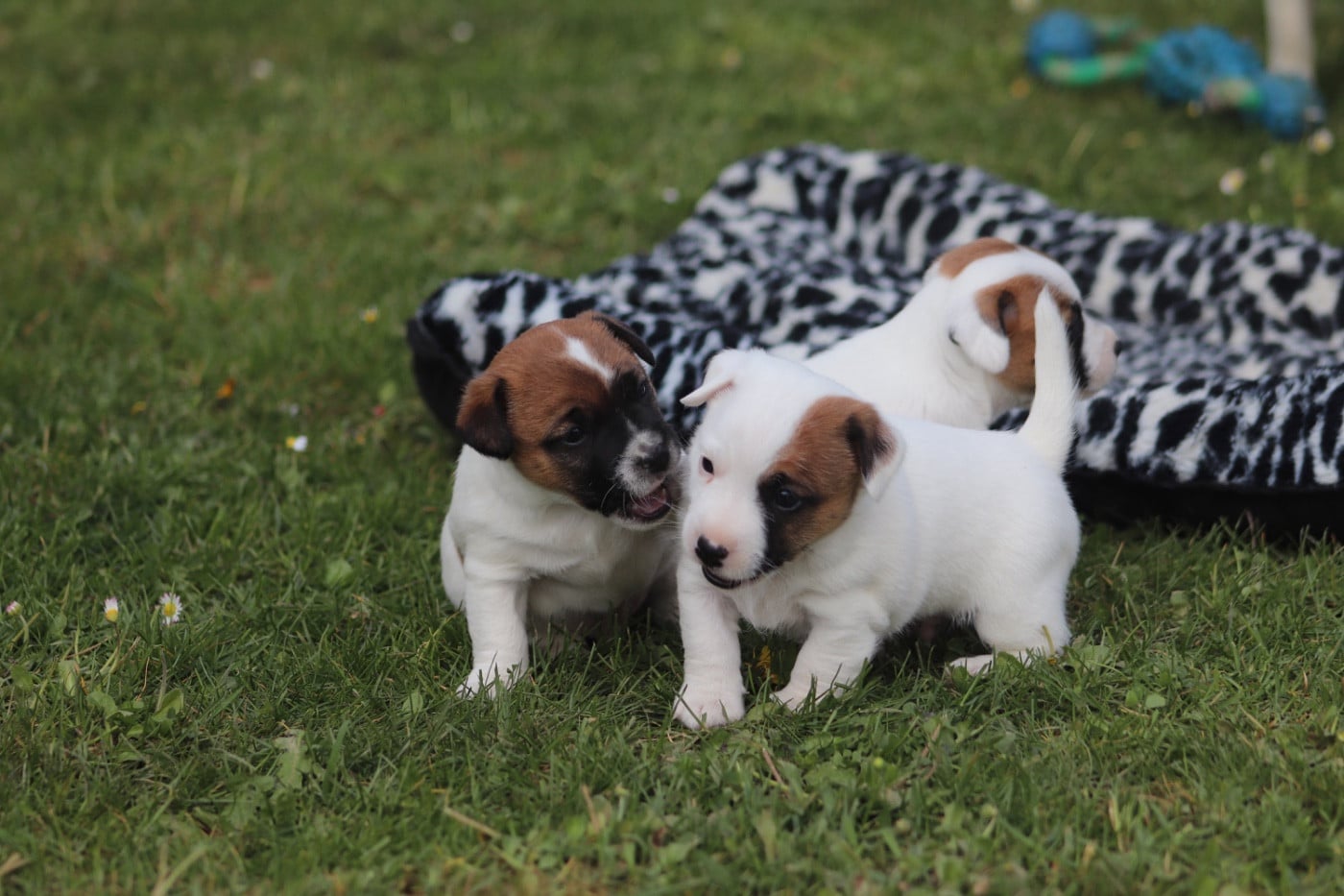 Jack Russell Terrier - Du Bois De Capsil