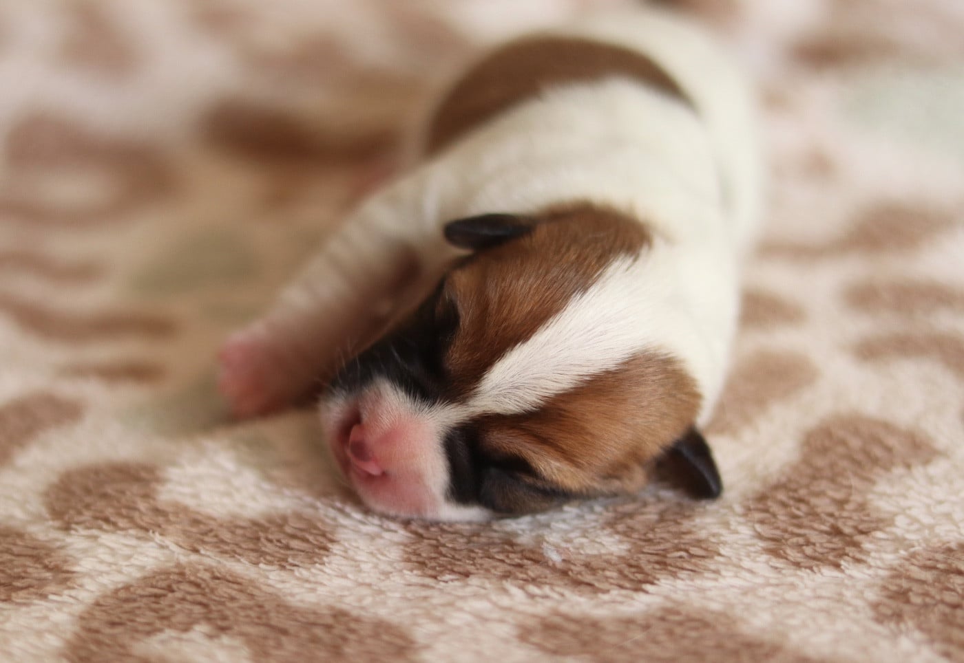Mâle 1 - Jack Russell Terrier