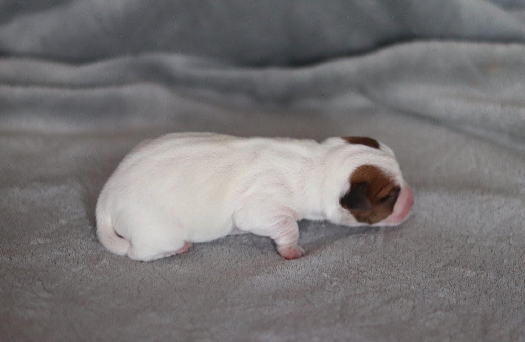 Aperol du Bois de Capsil F6