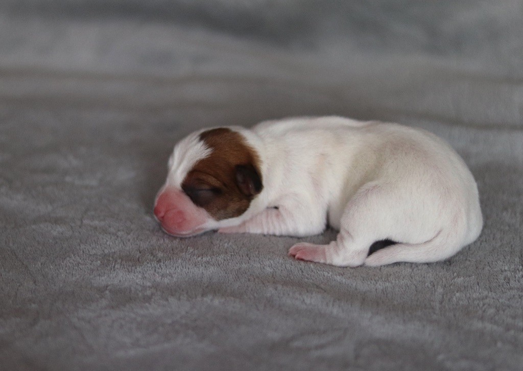 Aperol du Bois de Capsil F6