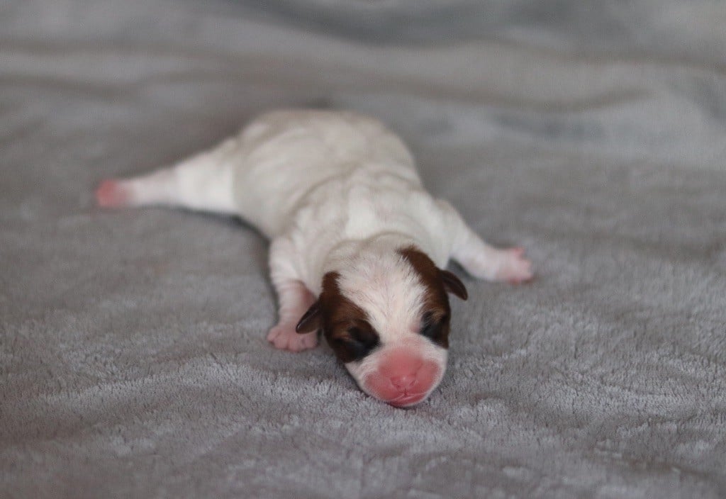 ALLY du Bois de Capsil F5