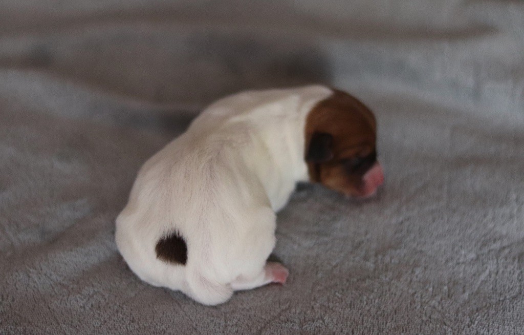 Aimée Coco du Bois de Capsil F2