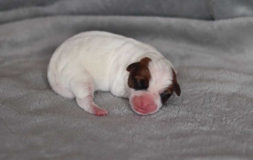 ALLY du Bois de Capsil F5