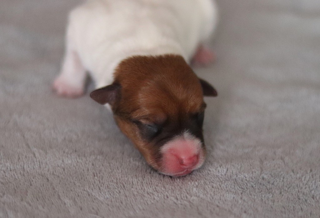 Aimée Coco du Bois de Capsil F2