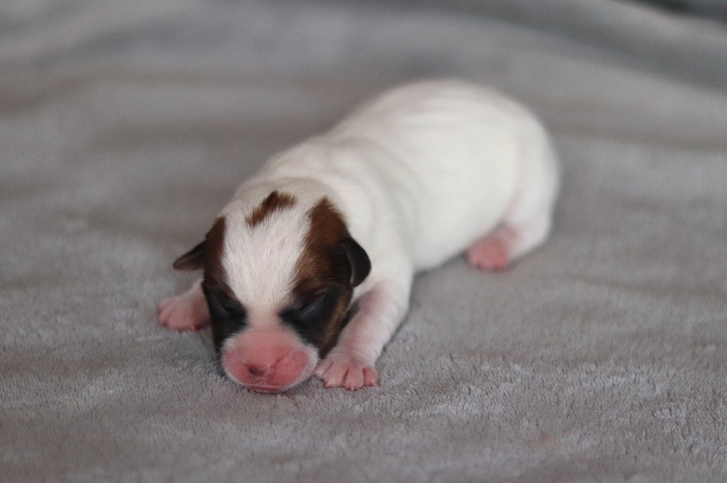 AÏDY du Bois de Capsil F3