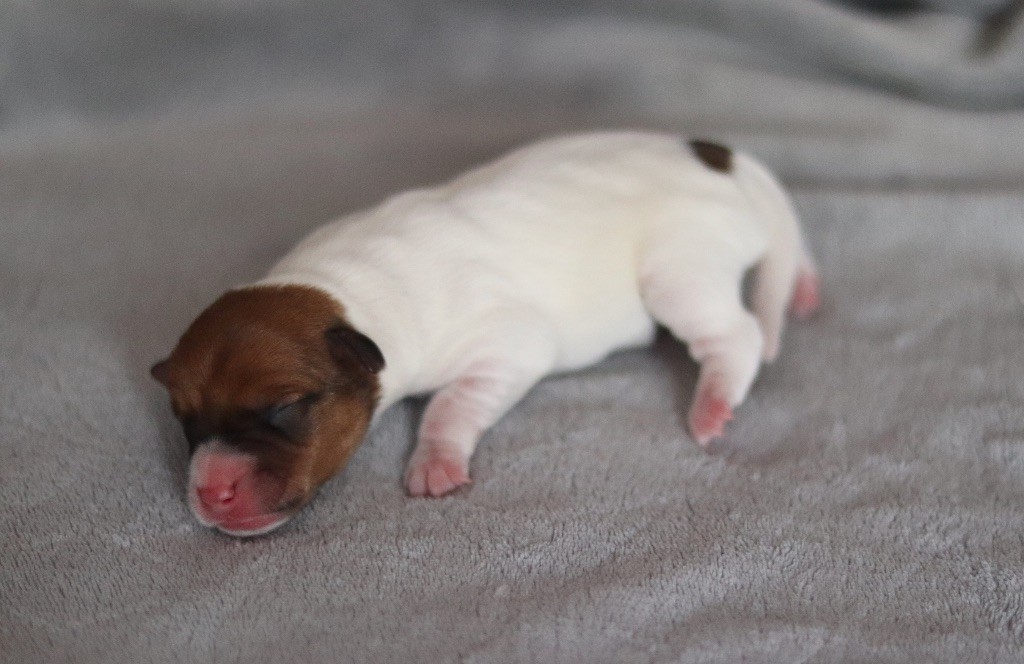 Aimée Coco du Bois de Capsil F2