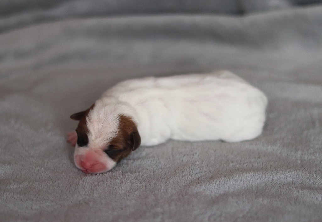 ALLY du Bois de Capsil F5