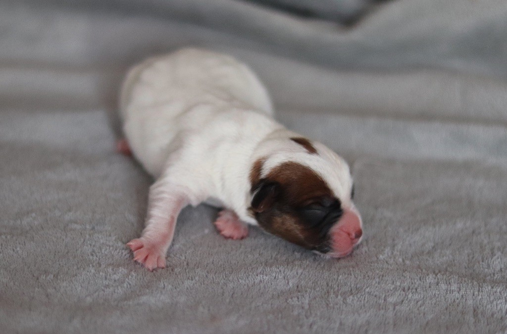 AÏDY du Bois de Capsil F3