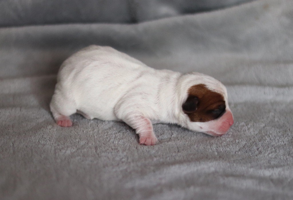 ALLY du Bois de Capsil F5