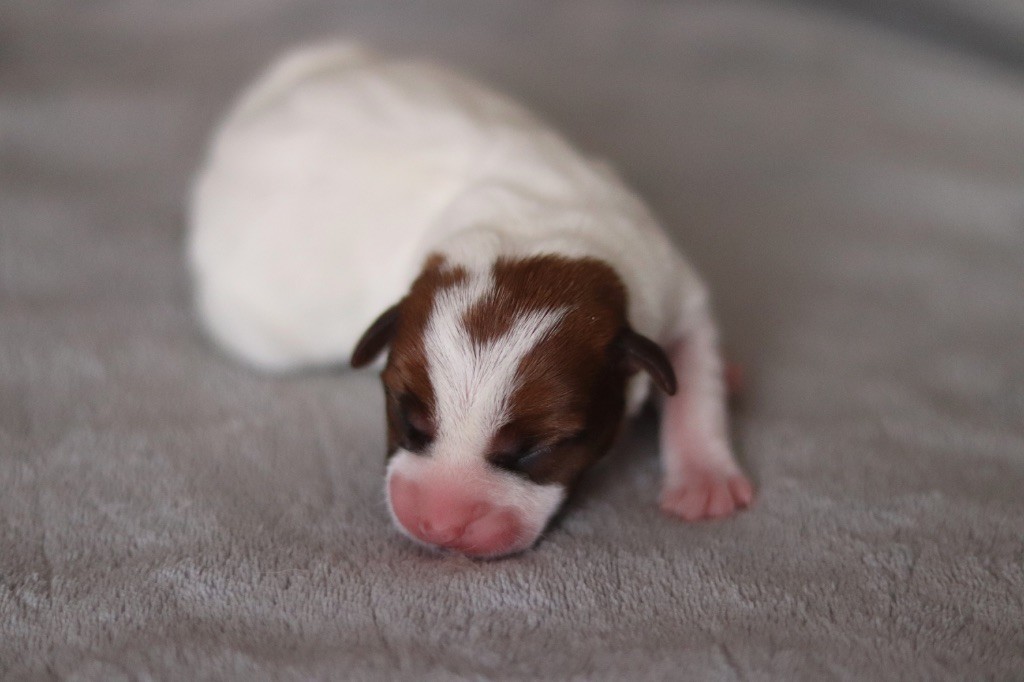 ALMA du Bois de Capsil F4