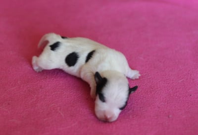 Les chiots de Jack Russell Terrier