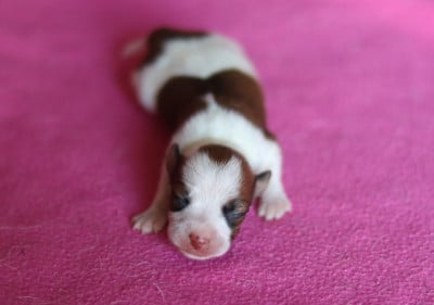 Les chiots de Jack Russell Terrier