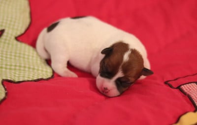 Les chiots de Jack Russell Terrier