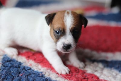 Les chiots de Jack Russell Terrier