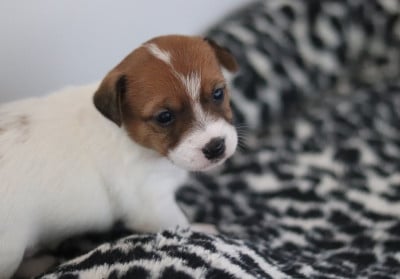 Les chiots de Jack Russell Terrier