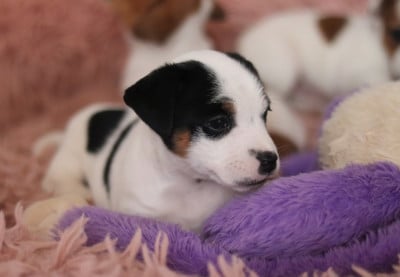 Les chiots de Jack Russell Terrier