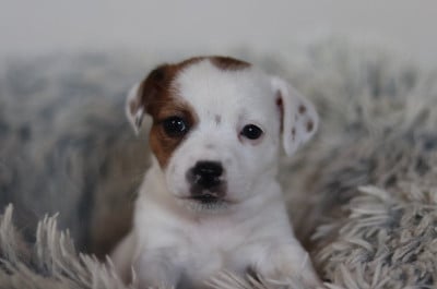 Les chiots de Jack Russell Terrier