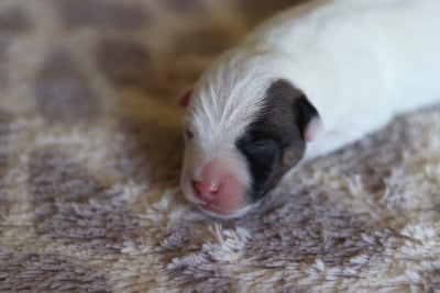 Les chiots de Jack Russell Terrier