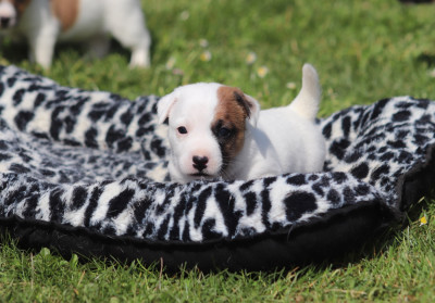 Les chiots de Jack Russell Terrier
