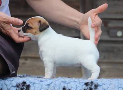 Jack Russell Terrier