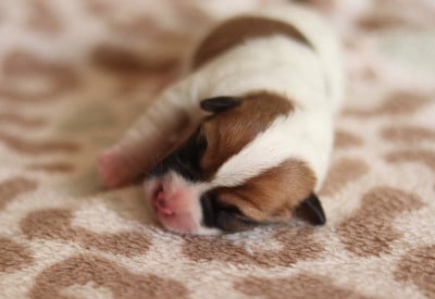 Les chiots de Jack Russell Terrier