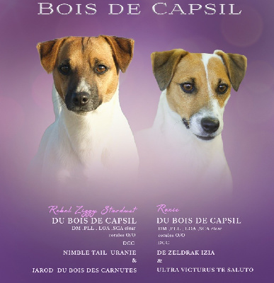 Jack Russell Terrier - Du Bois De Capsil