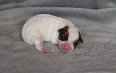 Les chiots de Jack Russell Terrier
