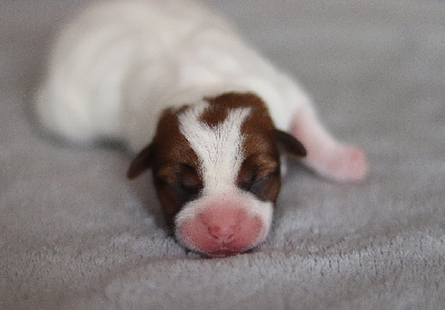 Les chiots de Jack Russell Terrier