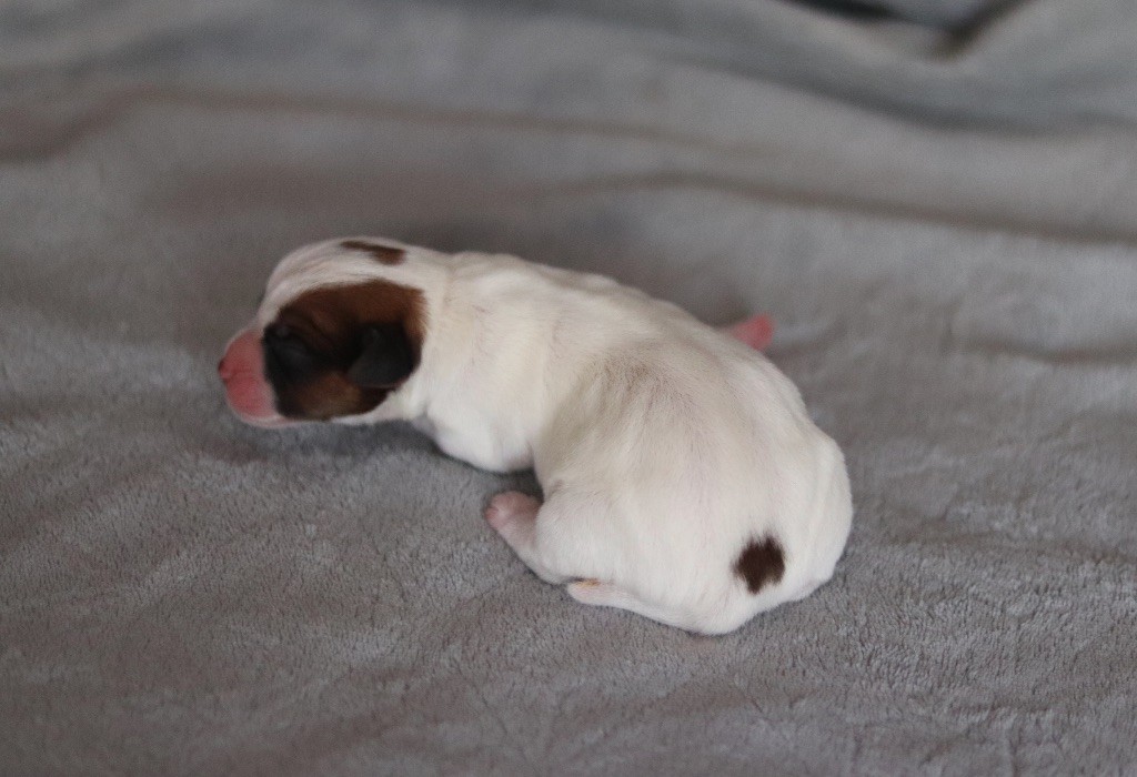 AÏDY du Bois de Capsil F3