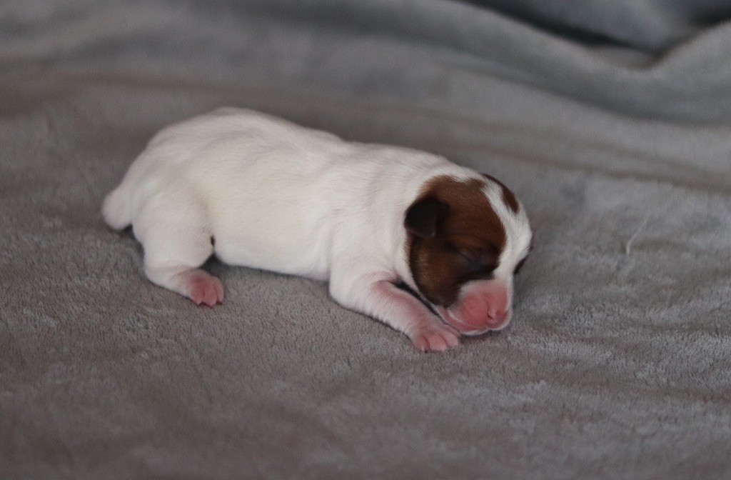 ALMA du Bois de Capsil F4