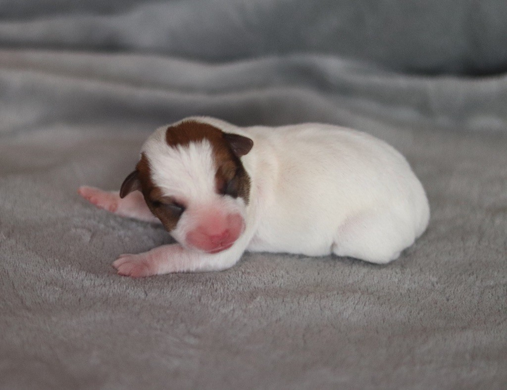 Aperol du Bois de Capsil F6