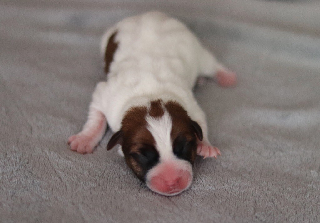 ANA du Bois de Capsil F1