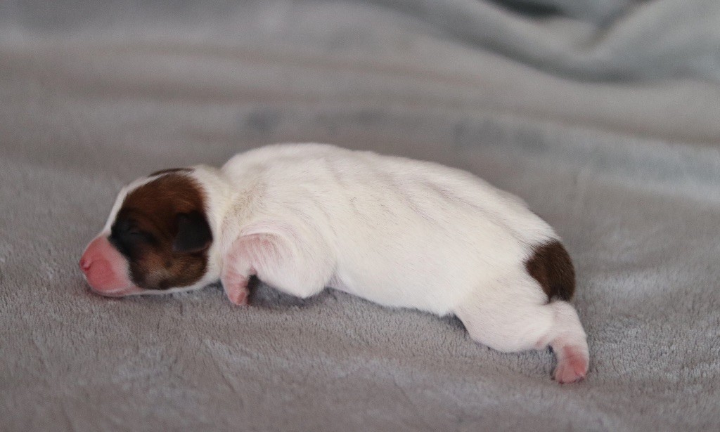 ANA du Bois de Capsil F1