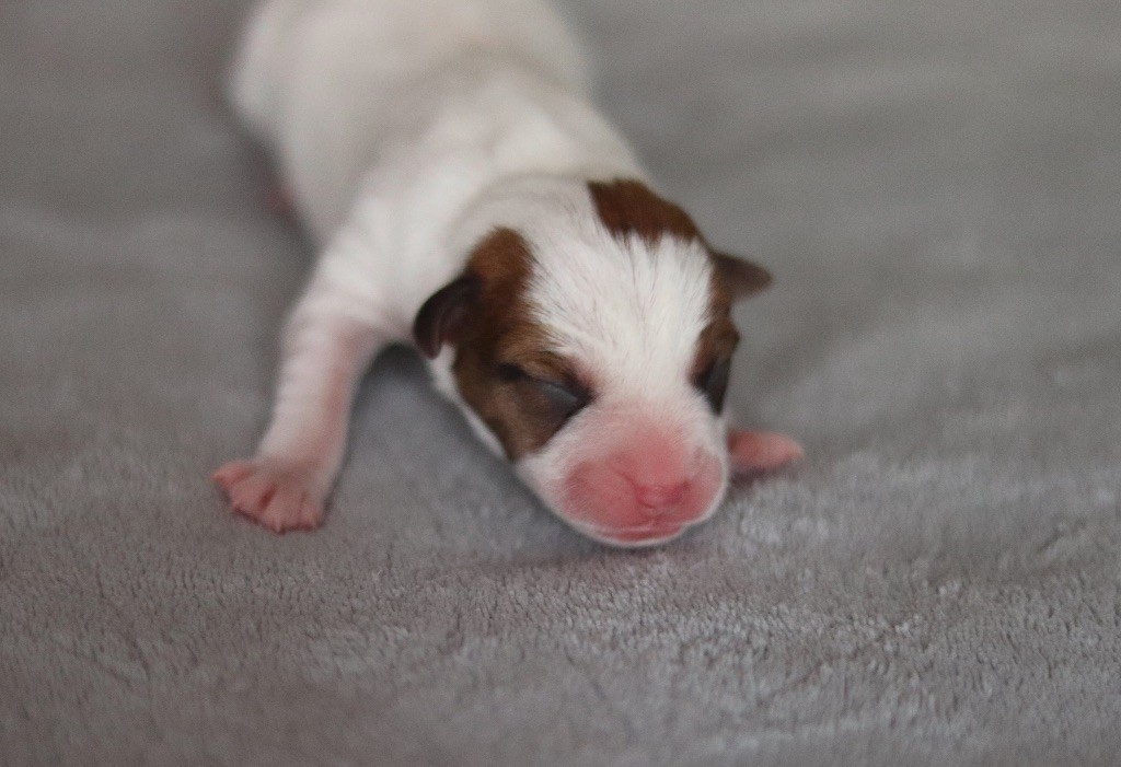 Aperol du Bois de Capsil F6