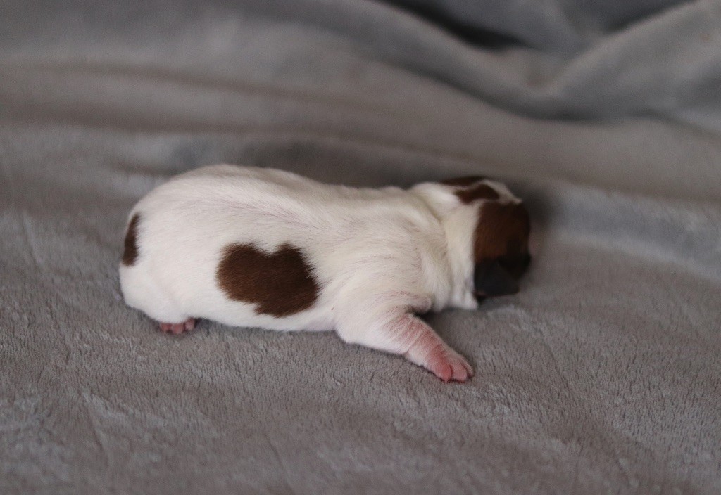 ANA du Bois de Capsil F1