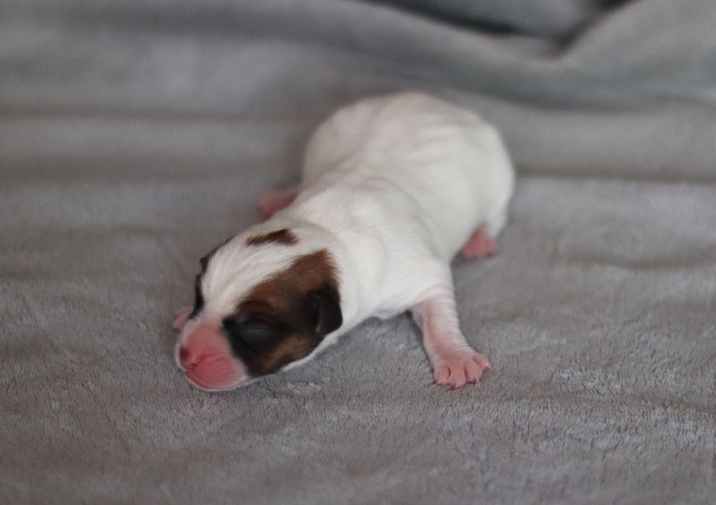 AÏDY du Bois de Capsil F3