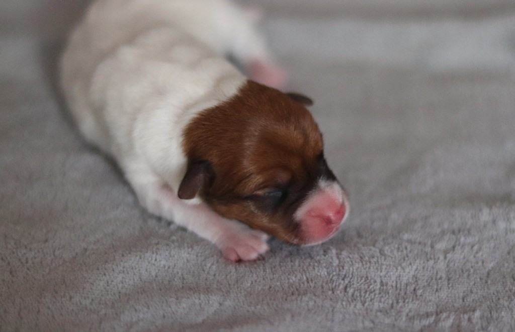 Aimée Coco du Bois de Capsil F2