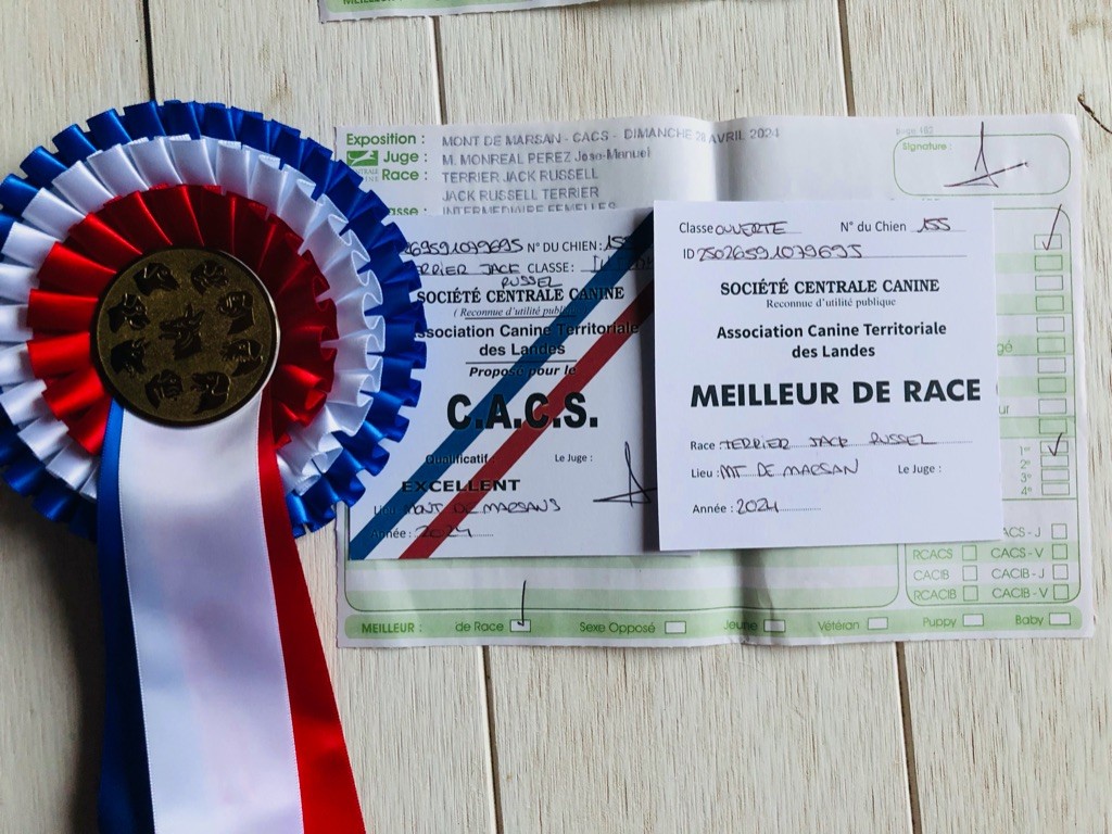 Tess tea Du Bois De Capsil - 1er EXC - CACS - BOB