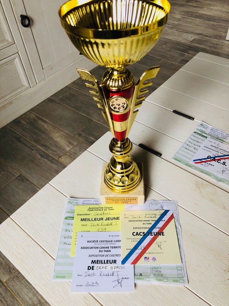 Tess tea Du Bois De Capsil - 1ere EXC, CACSJ, Meilleur jeune, BOS (Meilleur de sexe opposé