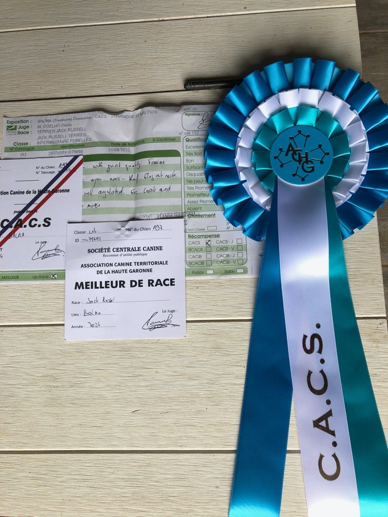 Tess tea Du Bois De Capsil - 1er EXC - CACS - BOB (meilleur de race)