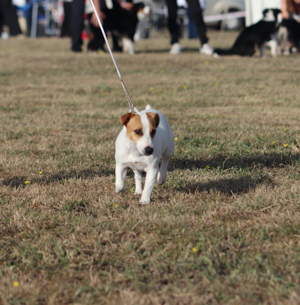 Tess tea Du Bois De Capsil - 1ere EXC - CACSJ - Meilleur jeune