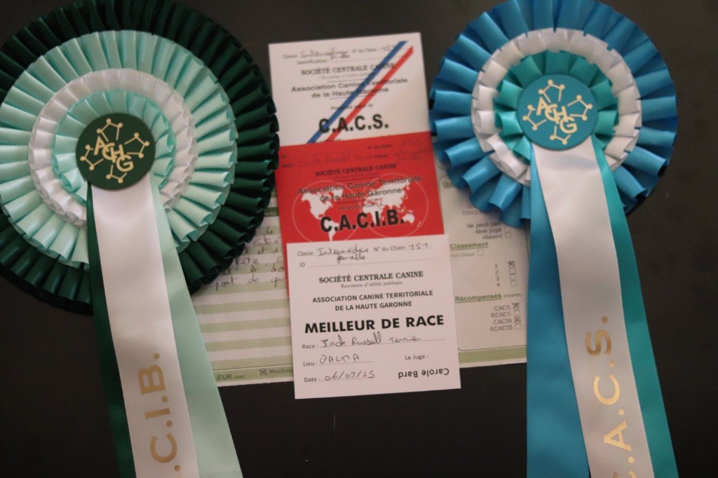 Vanda Du Bois De Capsil - 1ere EXC-CACS-CACIB-BOB (meilleur de race)