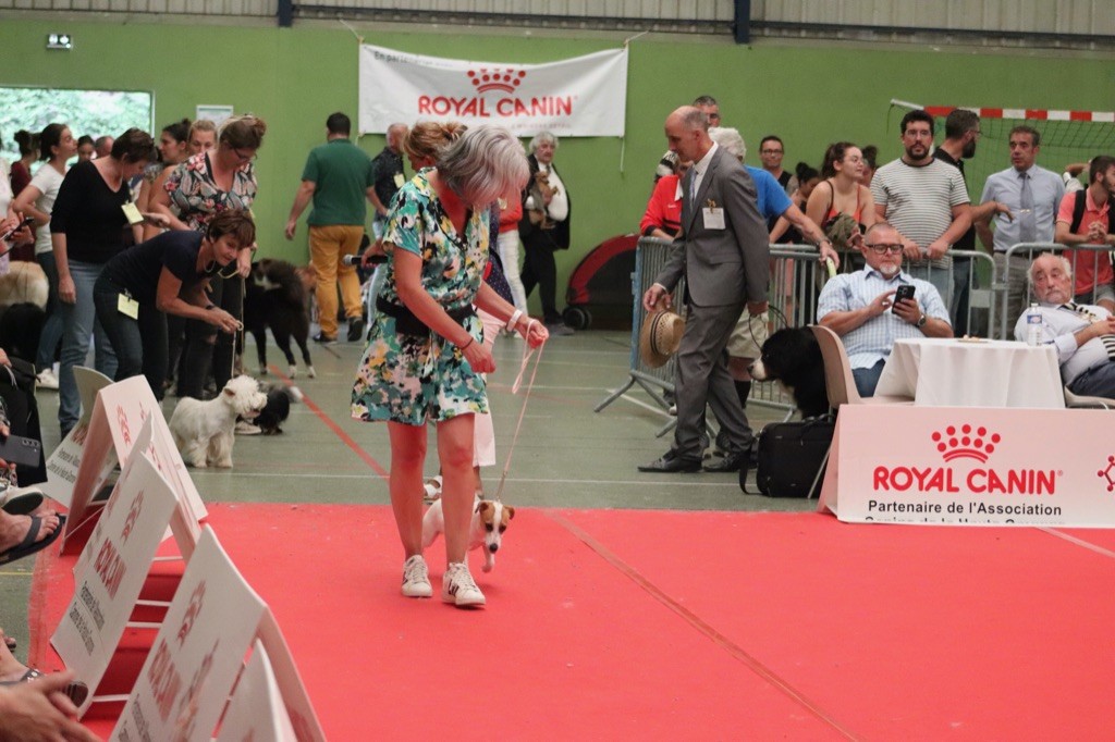 Tess tea Du Bois De Capsil - 1ere EXC - CACSJ - Meilleur jeune