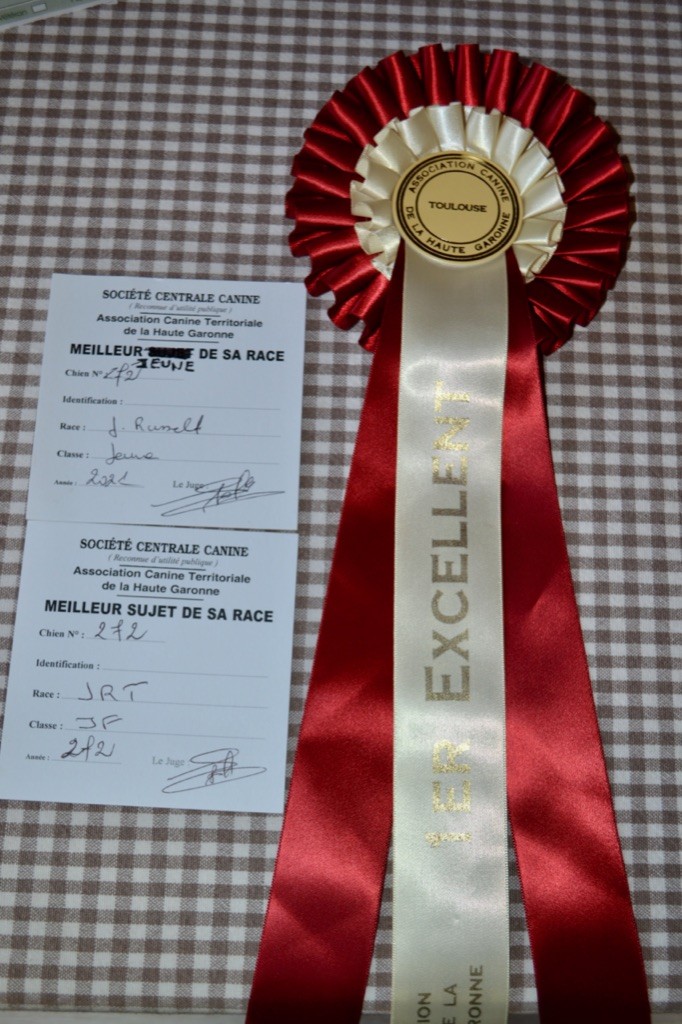 Ruby girl Du Bois De Capsil - 1ère EXC Jeune. Meilleure jeune. Meilleure de Race.