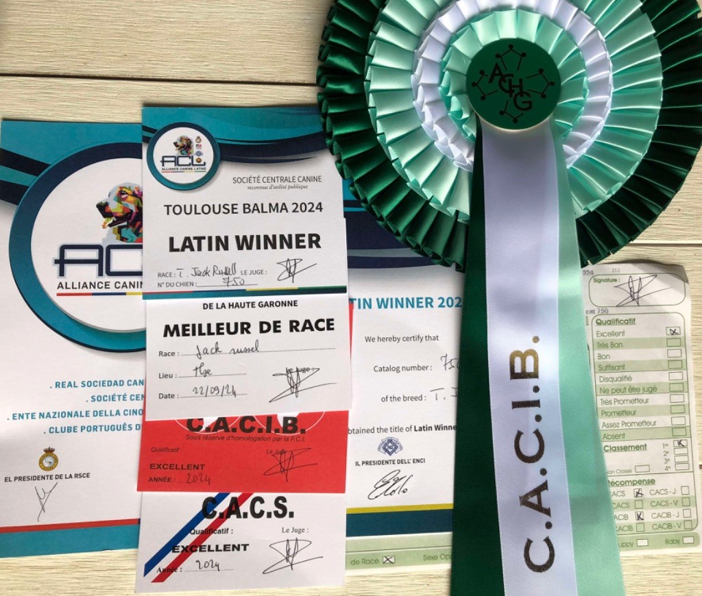 Tess tea Du Bois De Capsil - 1ere EXC, CACS, CACIB, Latin Winner, BOB (meileur de race)