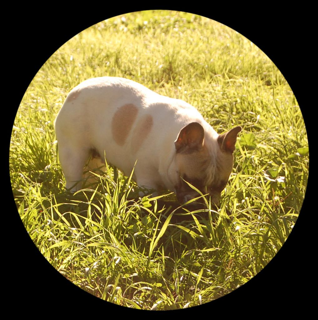 Olympe melindabelle Du golden child.