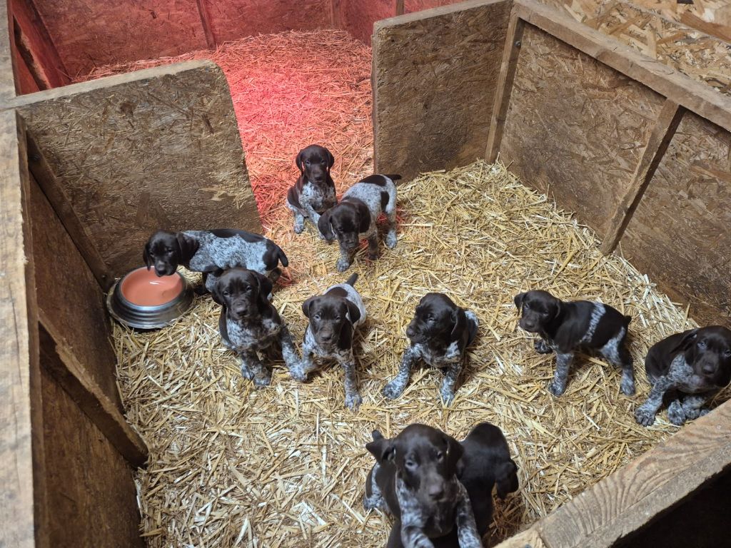 CHIOT 8 - Braque allemand à poil court